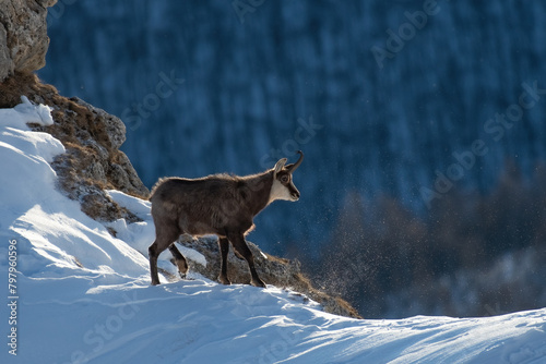 Alpine chamois  Rupicapra rupicapra  walking on the snowy edge of a steep alpine slope in the first morning light on a windy winter day with woods in the background  Italian Alps.