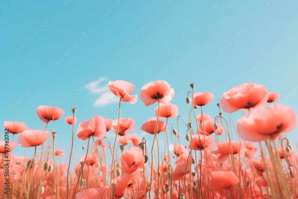 Obraz premium Poppy flower wallpaper blossom plant sky.