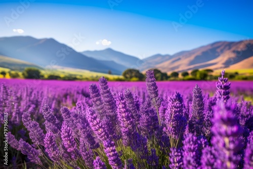 b Field of lavender with mountains in the distance 