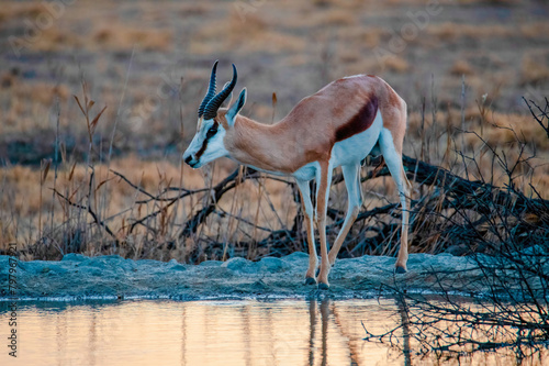 A springbok ram pauses for a drink in the late afternoon at Khwalimanzi Hide, Camdeboo National Park.