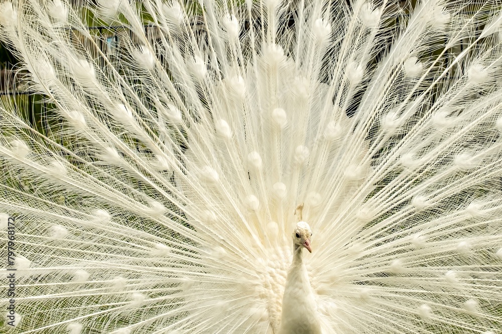 Obraz premium White beautiful peacock doing cartwheels
