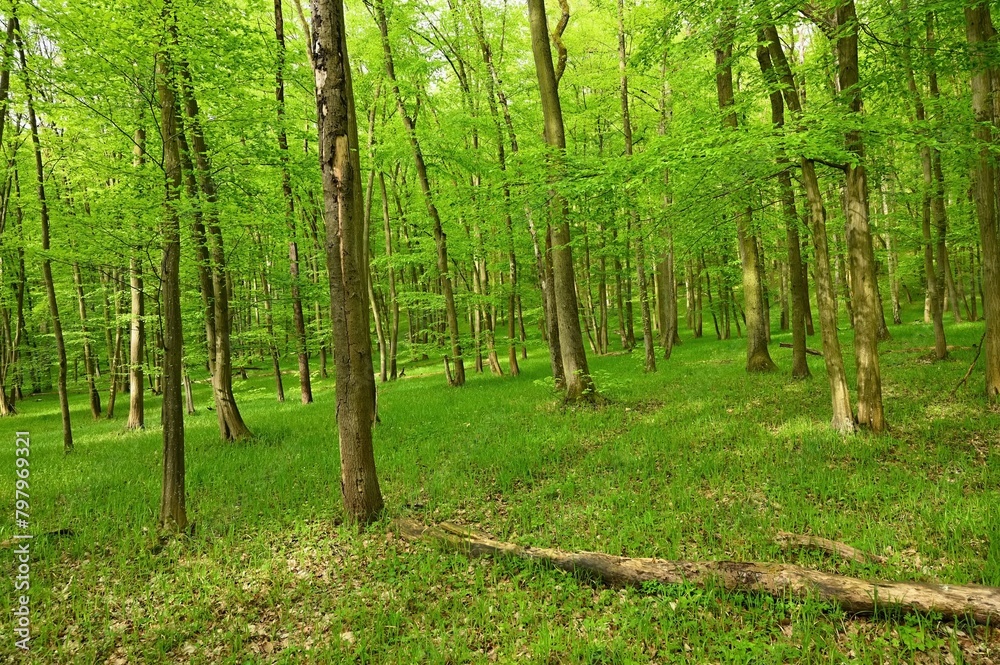 Beautiful green forest with trees in the background. Concept for nature and environment. Spring in the forest landscape. Beautiful green forest with trees in the background. Concept for nature and environment. Spring in the forest landscape.