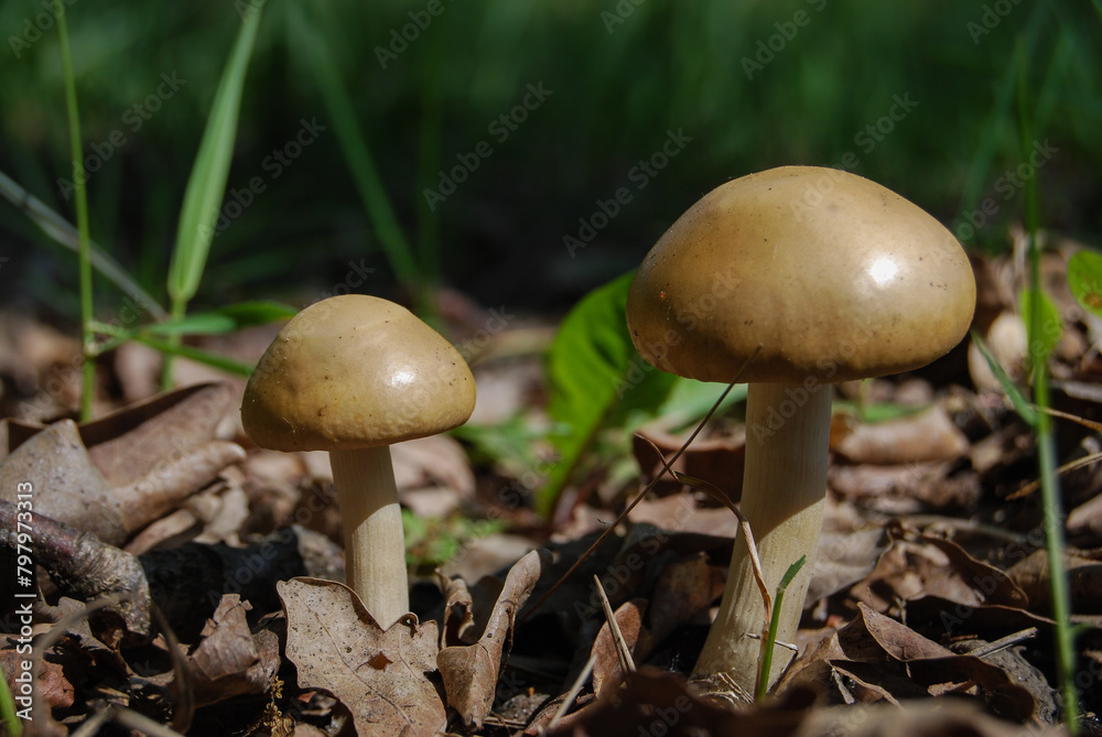 two toadstools among old fallen leaves in the fores two toadstools among old fallen leaves in the fores