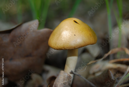 a mushroom with a smooth cap among the leaves and grass in the forest