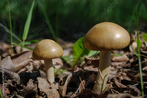 two toadstools among old fallen leaves in the fores