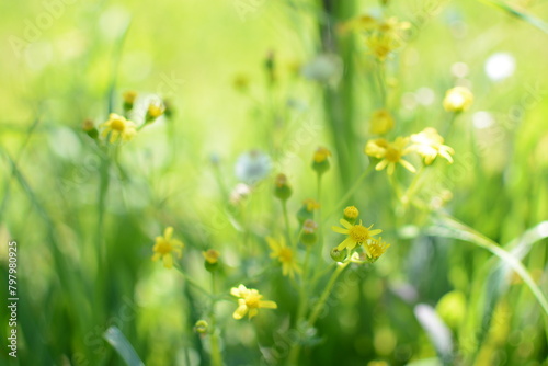 Yellow spring meadow flowers in green bokeh grass spring bright meadow 