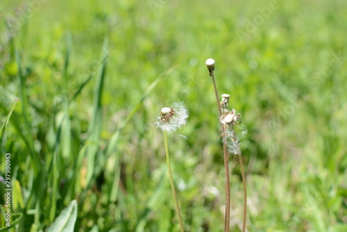 Old dandelion flower in green bokeh grass spring bright meadow