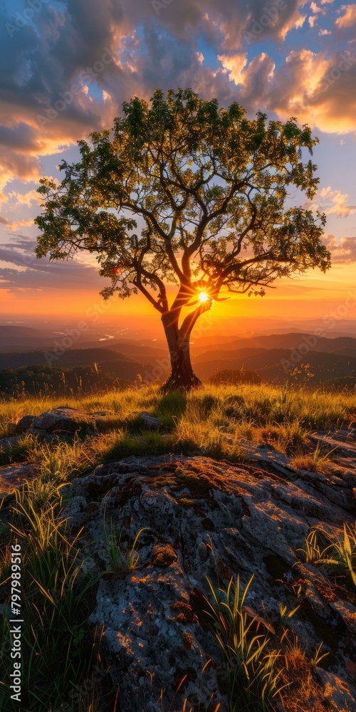 b'Lonely Tree on Rocky Hilltop at Sunset'