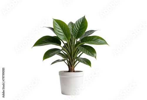 plant in a pot on transparent background