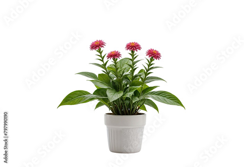 plant in a pot on transparent background