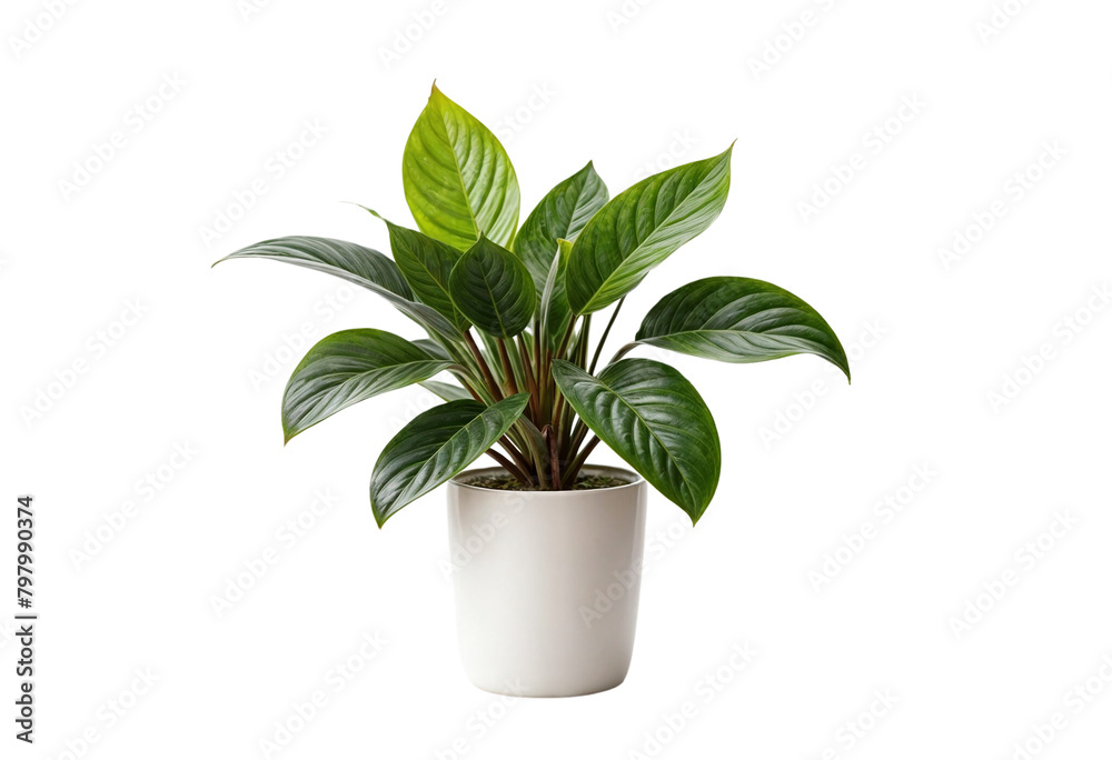 plant in a pot on transparent background plant in a pot on transparent background