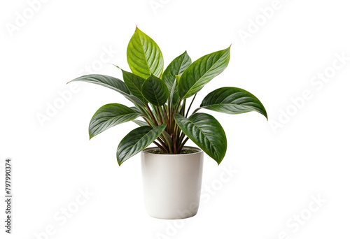 plant in a pot on transparent background