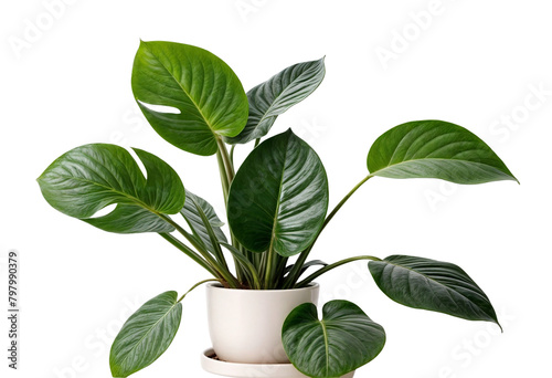 plant in a pot on transparent background
