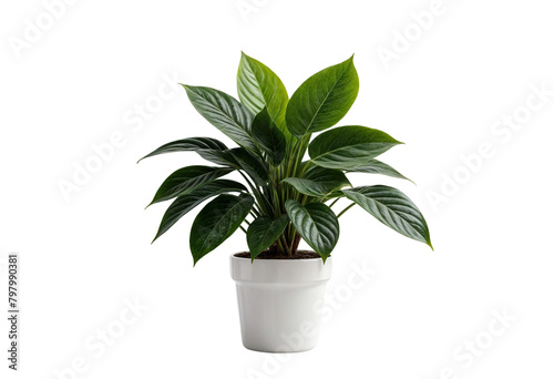 plant in a pot on transparent background