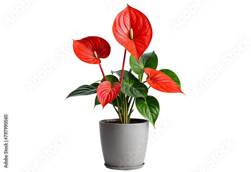 plant in a pot on transparent background