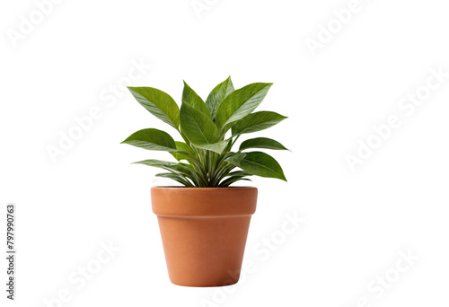 plant in a pot on transparent background