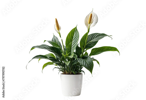 plant in a pot on transparent background