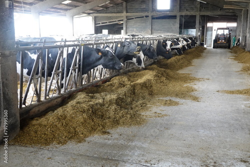 A group of cows are eating hay in a barn