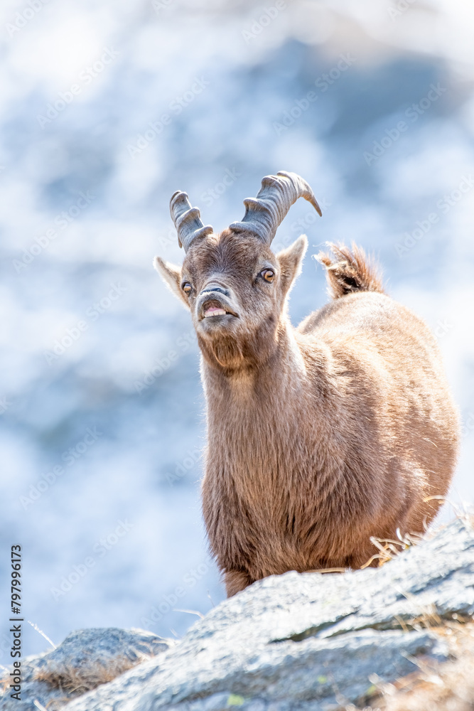 Close-up portrait of a young male Alpine Ibex, Capra ibex, in flehmen behaviour, taken vertically in morning light in the Italian Alps on a late winter day.
