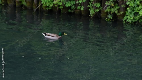 Anatre che nuotano nello stagno del parco, una prende il volo l'altra continua a nuotare photo