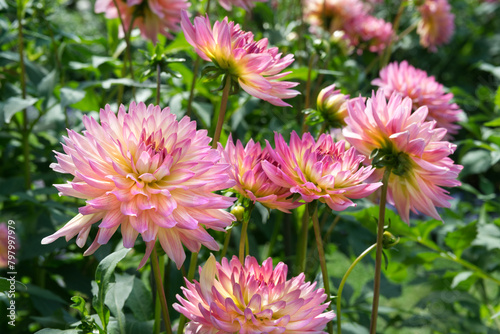 Pink semi-cactus Dahlias Garden photo