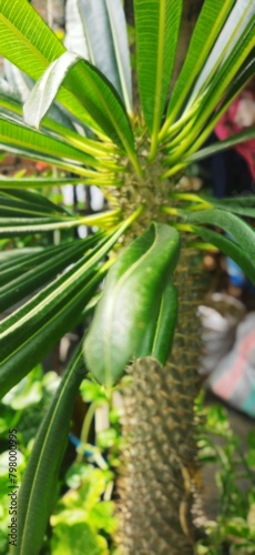 Palma de Madagascar      Madagascar palm     