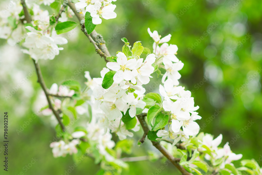 Spring mood background in light green and yellow shades, warm colors. Home garden, fruit tree. copy space. High quality photo Spring mood background in light green and yellow shades, warm colors. Home garden, fruit tree. copy space. High quality photo