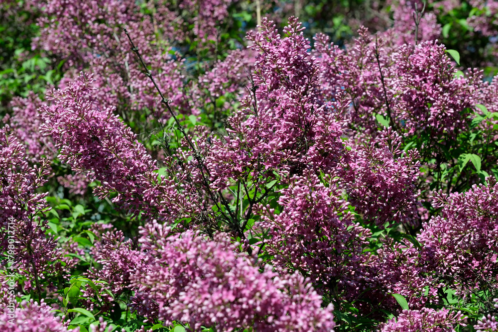 Lush beautiful lilac blossom in a botanical garden on a bright sunny spring day Lush beautiful lilac blossom in a botanical garden on a bright sunny spring day