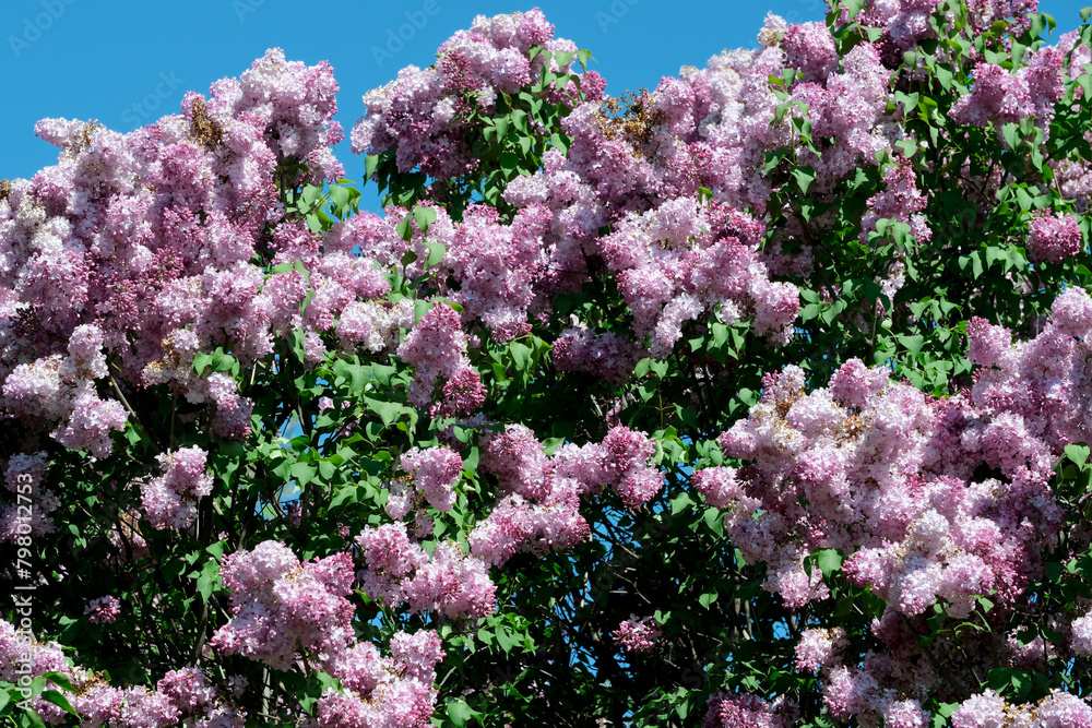 Lush beautiful lilac blossom in a botanical garden on a bright sunny spring day Lush beautiful lilac blossom in a botanical garden on a bright sunny spring day