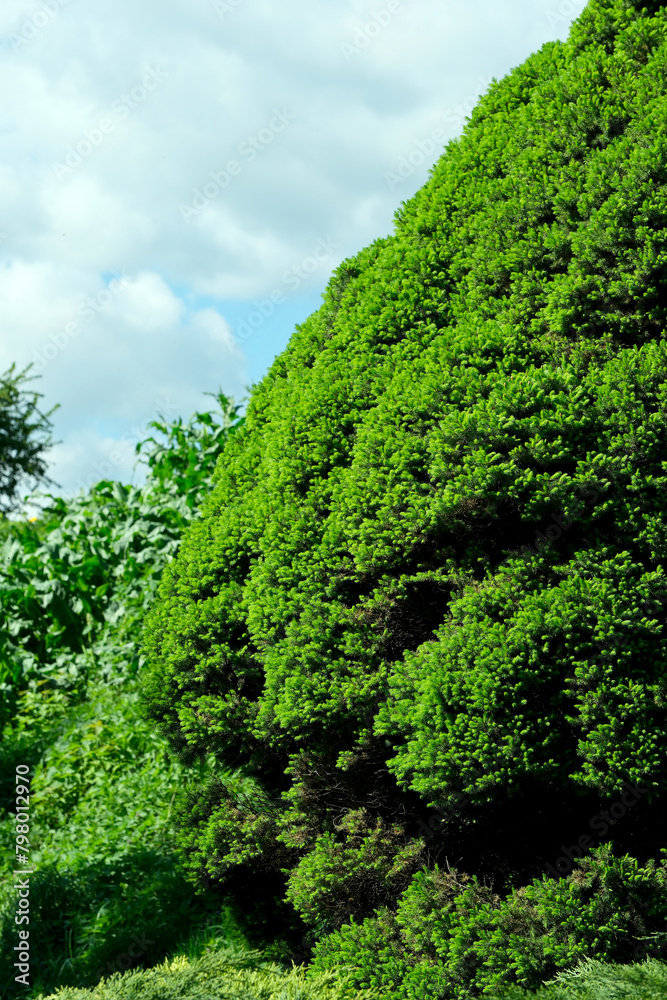 Fototapeta premium Landscape botanical park on a bright sunny spring day