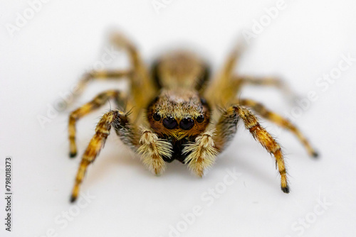 Gray jumping spider (Menemerus bivittatus), isolated in selective focus. flycatcher spider