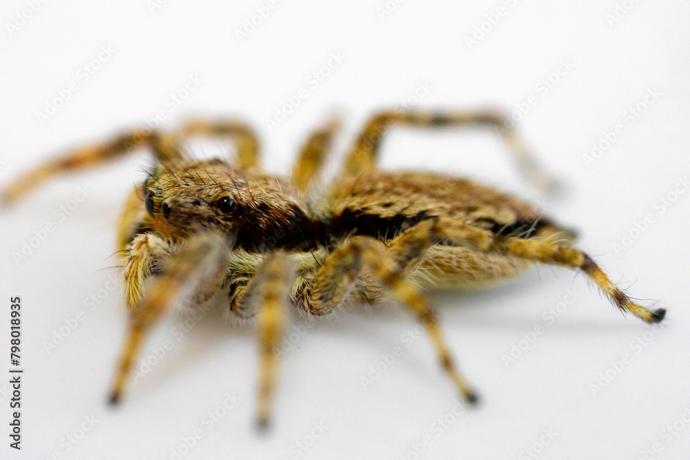 Gray jumping spider (Menemerus bivittatus), isolated in selective focus. flycatcher spider Gray jumping spider (Menemerus bivittatus), isolated in selective focus. flycatcher spider