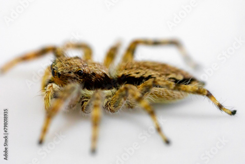 Gray jumping spider (Menemerus bivittatus), isolated in selective focus. flycatcher spider