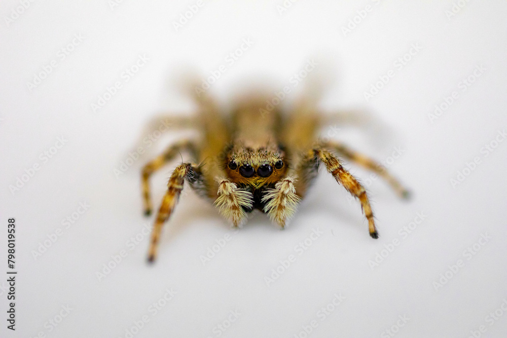 Gray jumping spider (Menemerus bivittatus), isolated in selective focus. flycatcher spider Gray jumping spider (Menemerus bivittatus), isolated in selective focus. flycatcher spider