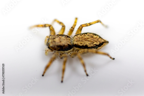 Gray jumping spider (Menemerus bivittatus), isolated in selective focus. flycatcher spider photo