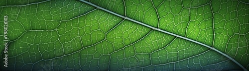 The veins of a leaf, seen up close, resemble a intricate network of rivers and streams. photo