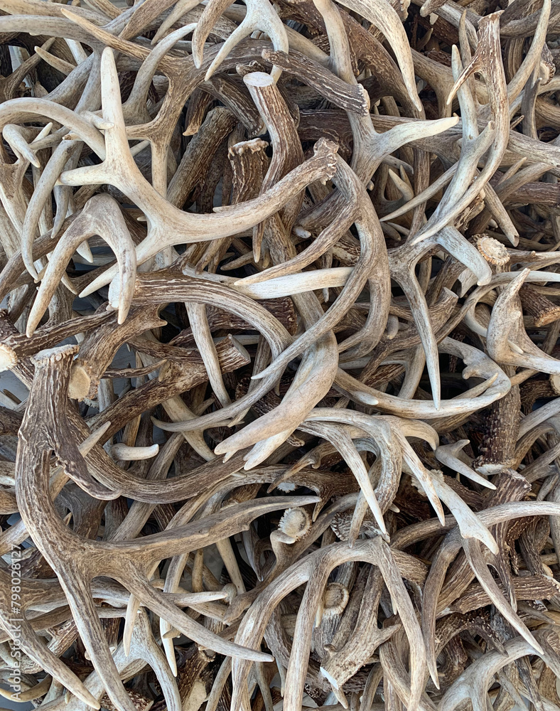 Deer Antlers