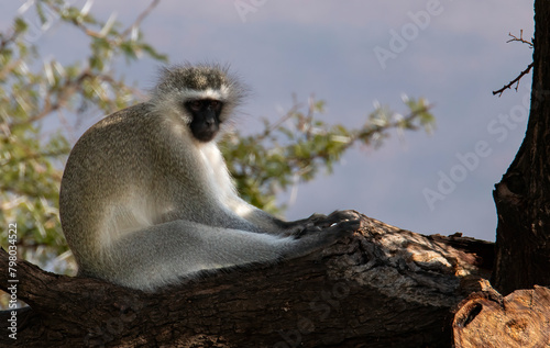 A vervet monkey relaxes in an acacia tree above a waterhole near Nqweba Dam, Camdeboo National Park.