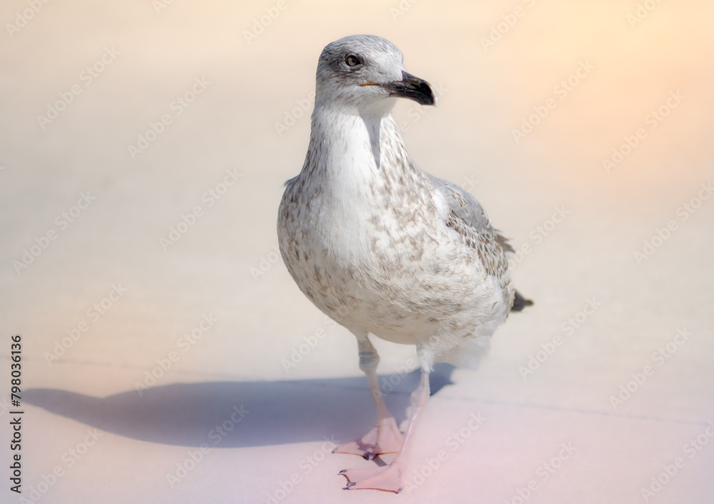 Herring gull isolated. Close-up of seagull perching on sand Herring gull isolated. Close-up of seagull perching on sand
