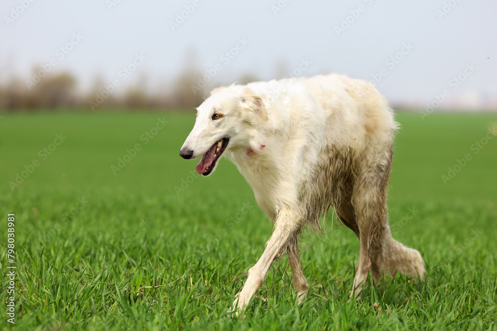 A white Russian greyhound runs across a field with green grass while walking outside the city. A white Russian greyhound runs across a field with green grass while walking outside the city.