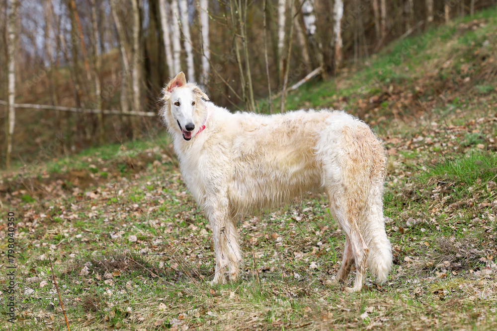 White Russian greyhound, posing in a stand, in the forest against the backdrop of an autumn landscape. White Russian greyhound, posing in a stand, in the forest against the backdrop of an autumn landscape.