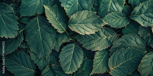 In the cycle of nature, the green leaf's journey to drying represents a serene transition towards tranquility.