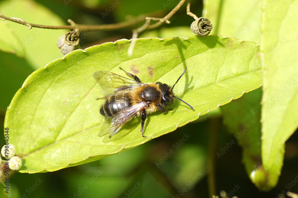 Female Chocolate mining bee or hawthorn bee (Andrena scotica) on a leaf of the shrub Deutzia with flower buds and old seed pods. Family mining bees (Andrenidae). Spring, April, Netherlands Female Chocolate mining bee or hawthorn bee (Andrena scotica) on a leaf of the shrub Deutzia with flower buds and old seed pods. Family mining bees (Andrenidae). Spring, April, Netherlands
