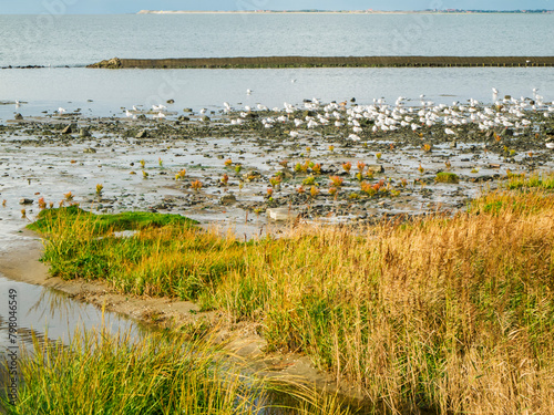 Seagulls in the salt marshes of East Frisia
