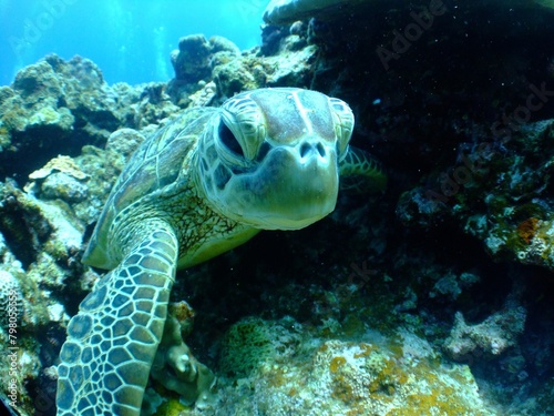 green turtle swimming