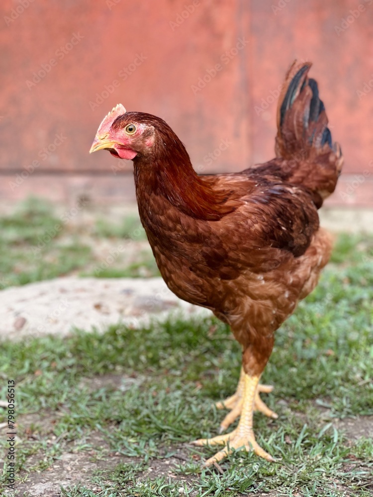 range chicken. Chickens, farm animals, and nature. Rooster standing up in farmyard. 