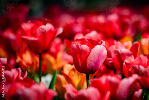 ein Meer aus roten Tulpen
