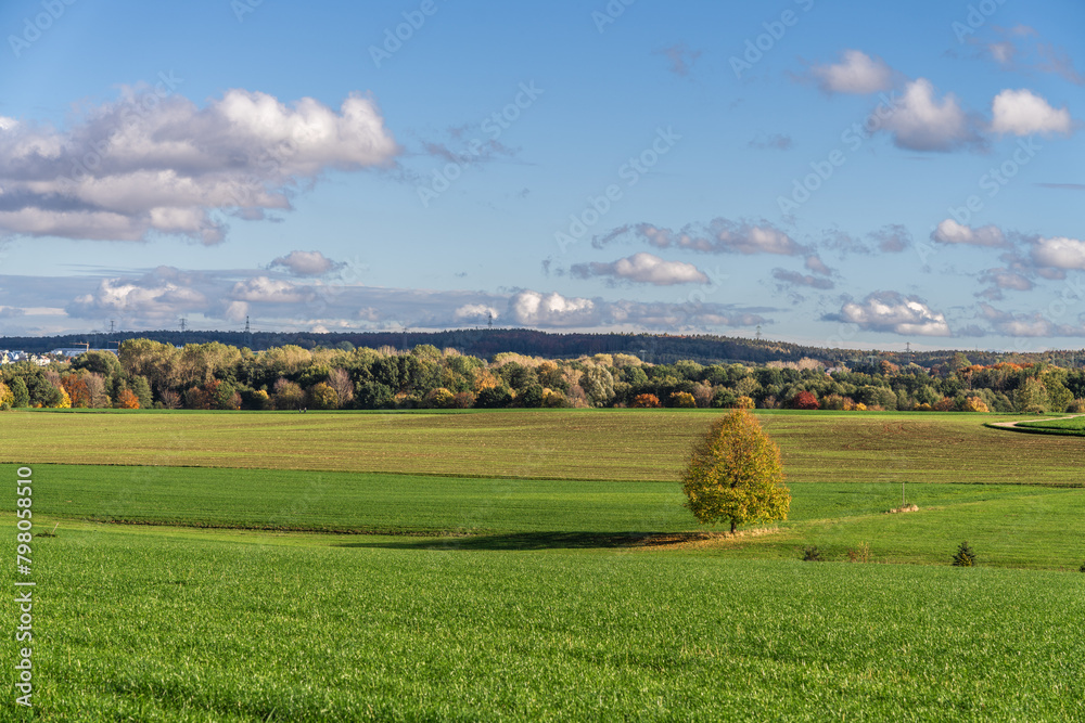 Der Baum