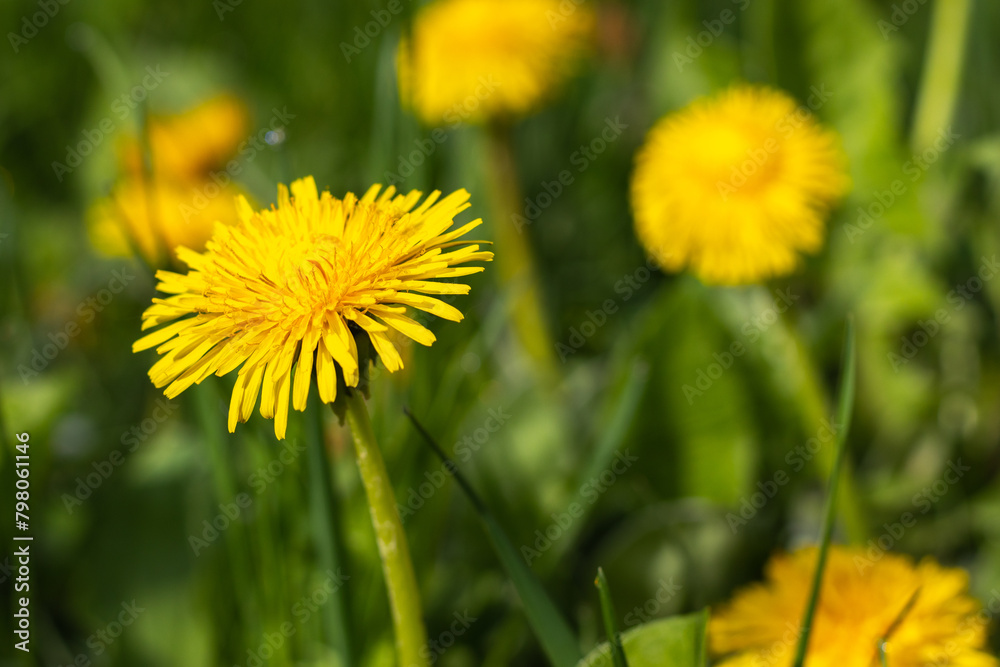 Close up of blooming yellow dandelion flowers Close up of blooming yellow dandelion flowers