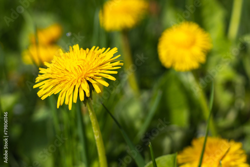 Close up of blooming yellow dandelion flowers